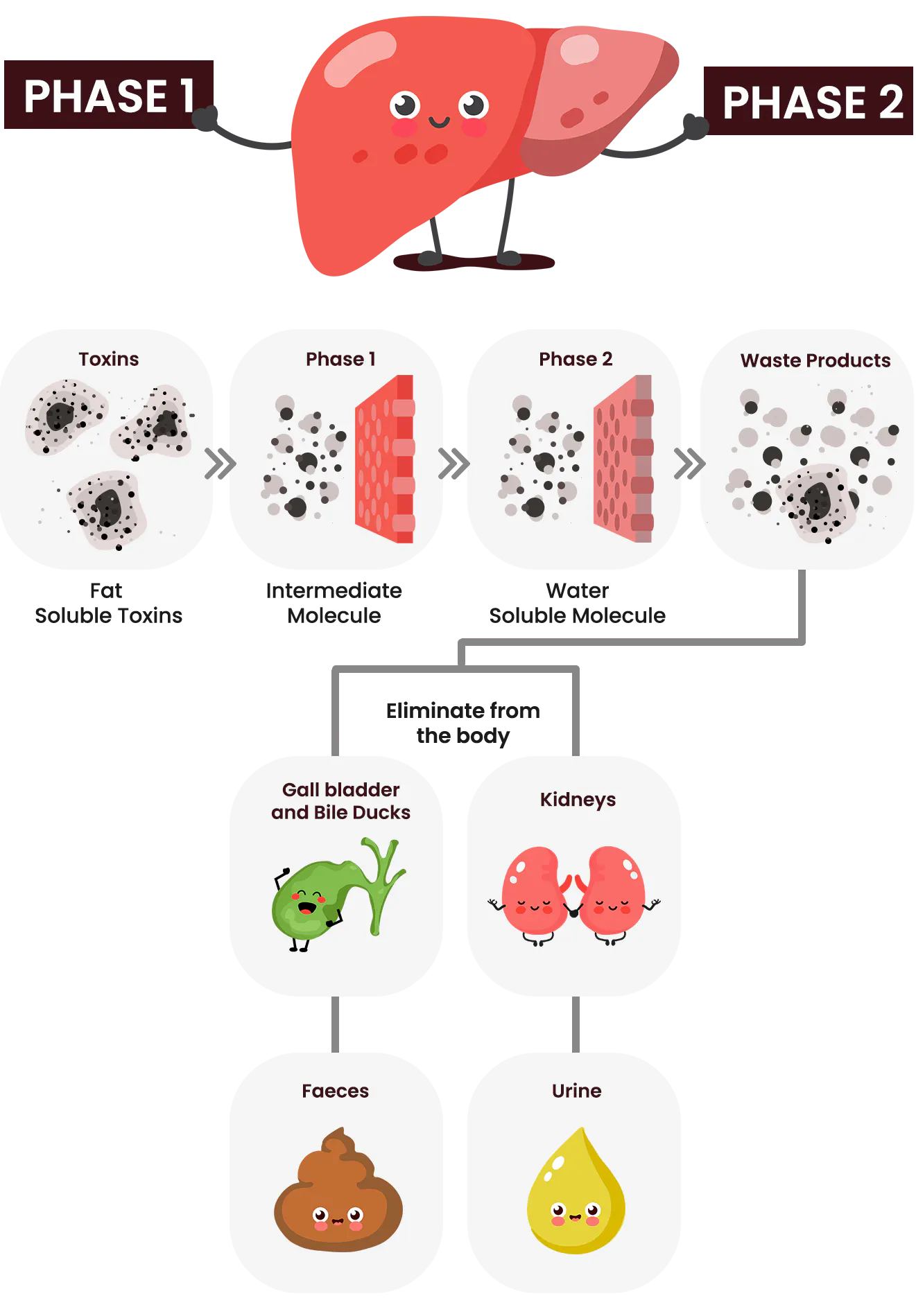 Liver Health Support