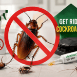 get rid of cockroaches